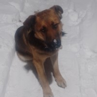 Пропала собака