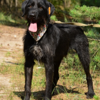 Отдам в добрые руки:  окрас такой