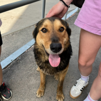 Найдено:  пес