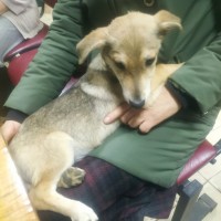 Найден щенок