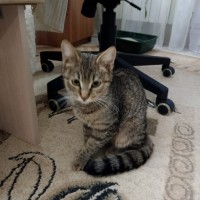Потерялась серая кошка