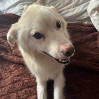 Пропала собака!!!