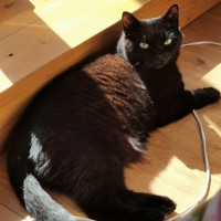 Пропала кошка по имени Багира