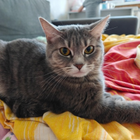 Отдам в добрые руки:  кошечка