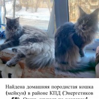 Найден мейкун