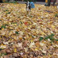 Потеряно:  собака