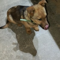 Найден щенок.