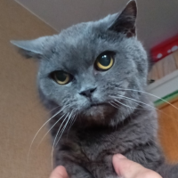 Найдено:  кошечка