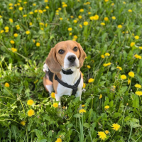 Потеряно:  собака