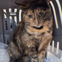 Потеряно:  красотка