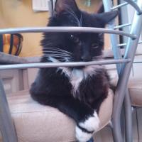 Потеряно:  кот