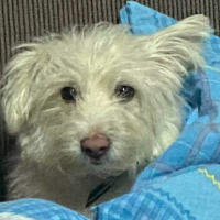 Потеряно:  девочка буся черный ошейник нос розово - черный