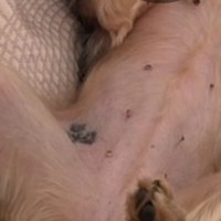 Пропала собака йоркширский терьер