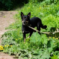 Собака в хорошие руки