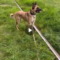 Потеряно:  собака