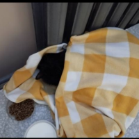 В подъезд подбросили кота