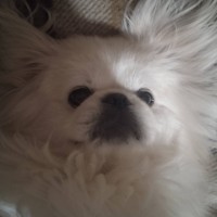 Пропала собака пекинес белый