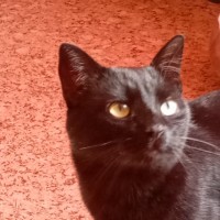 Потерялся Кот