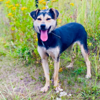 Отдам в добрые руки: флешка собака