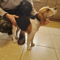 Найдено:  собака собака