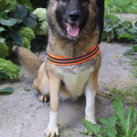 Отдам в добрые руки:  паспорт