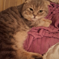 Потеряно:  кот кот