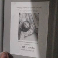 Потерялся хорек