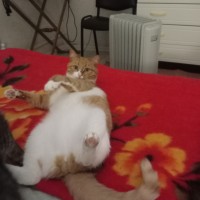 Пропал Котик