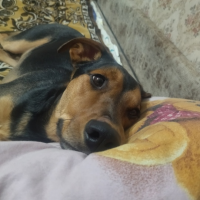 Потеряно:  собака