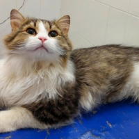 Отдам в добрые руки: истый кастрирован