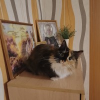 Пропала кошка