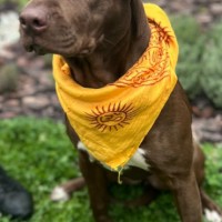 Ищем семью для собаки