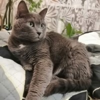 Ищу кошку серую с белым пятном на груди