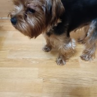 Пропала собака