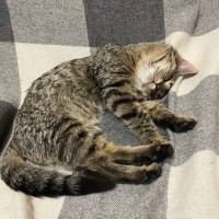 Найден котёнок