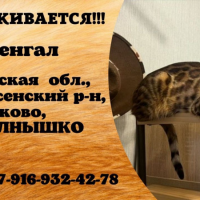 Потеряно:  кот кот