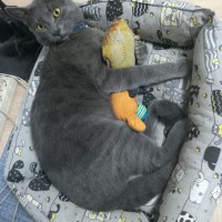 Потерялся котейка. Район 13 школы Белгород.