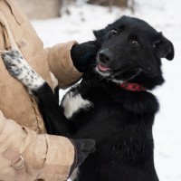 Собака в хорошие руки