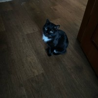 Пропала кошка Буся в Заречном микрорайоне