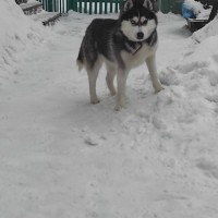 Пропала собака