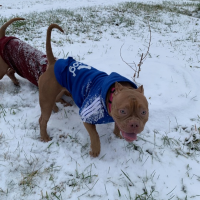 Потеряно:  собака собака