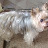 Пропала собака йорширский терьер