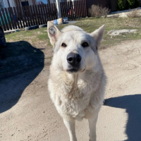 Найдено:  собака пес газель