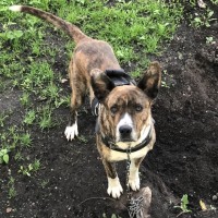 Пропал кобель