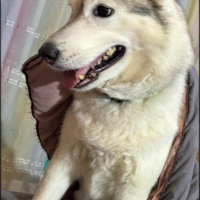 Потеряно:  собака