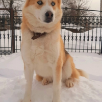 Потеряно:  собака собака