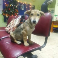 Найден щенок