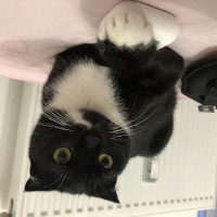 Пропала кошка!