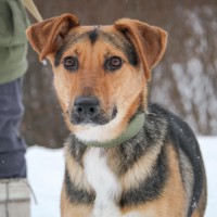 Собака в добрые руки