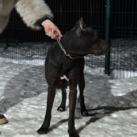 Отдам в добрые руки:  собака